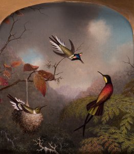 Colibris : Deux "Sungems" et un "Topaze cramoisi"